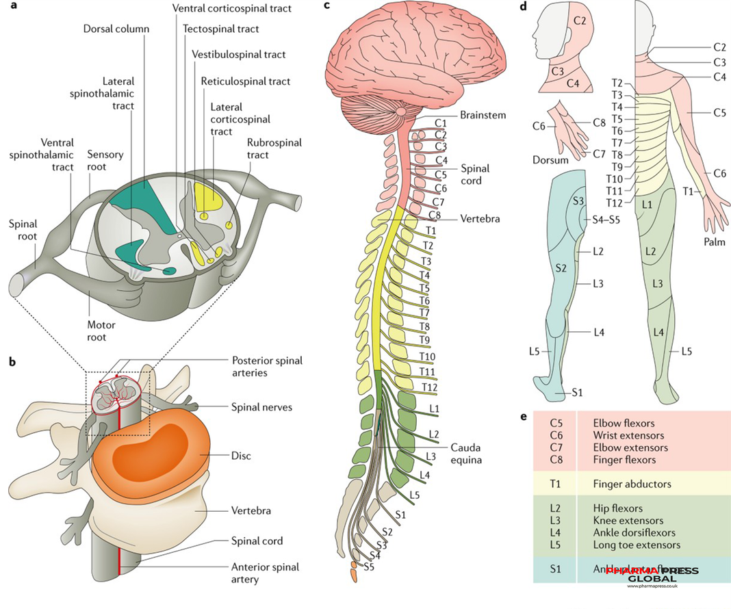 NervGen announces first participant dosed in a phase 3 registrational study evaluating NVG-291 in chronic spinal cord injury NervGen announces first participant dosed in a phase 3 registrational study evaluating NVG-291 in chronic spinal cord injury